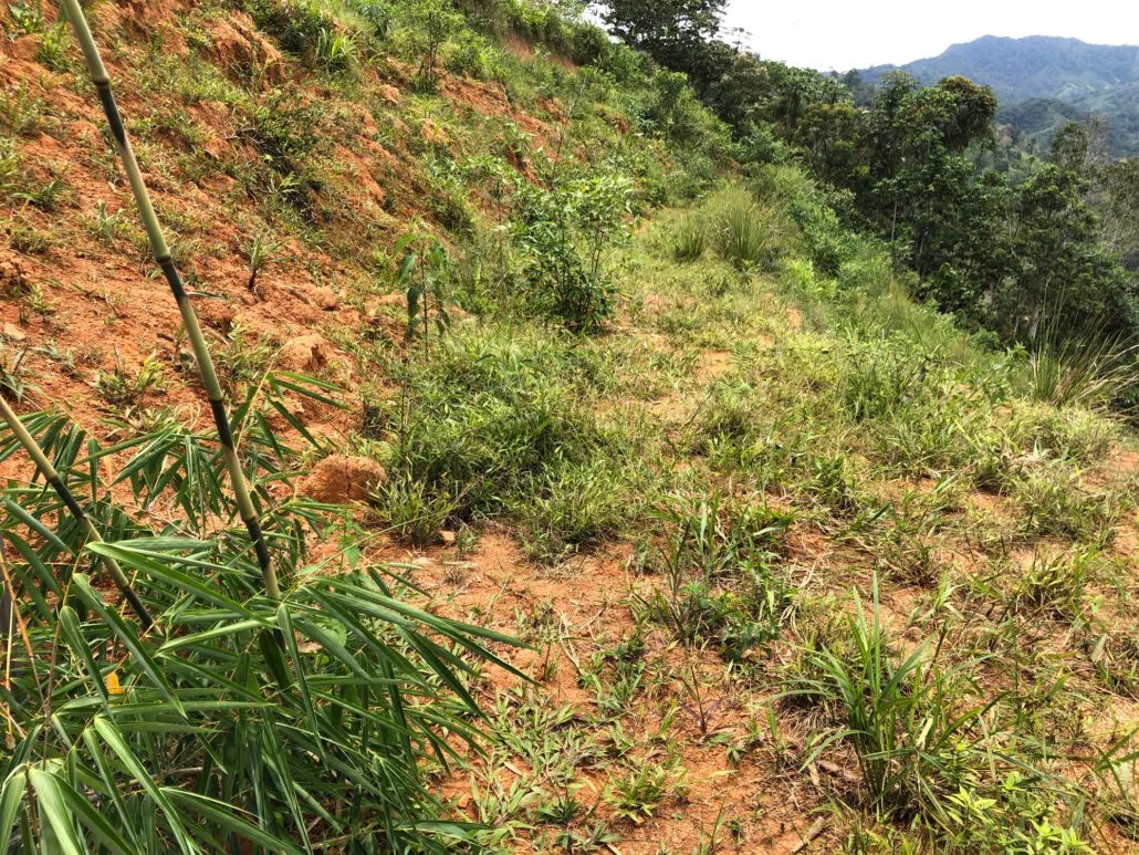 2 Year Transformation With Bamboo ThinkBamboo