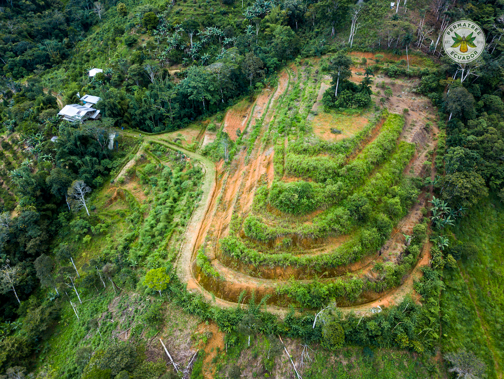 Reforestation With Bamboo – Think Bamboo