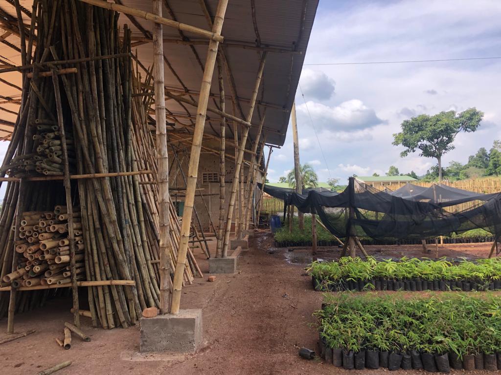 Exploring the Challenges and Opportunities in Uganda's Bamboo Industry