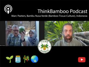 ThinkBamboo Podcast - Marc Peeters, Bambu Nusa Verde (Bamboo Tissue Culture), Indonesia